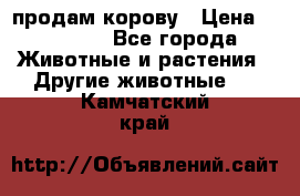 продам корову › Цена ­ 70 000 - Все города Животные и растения » Другие животные   . Камчатский край